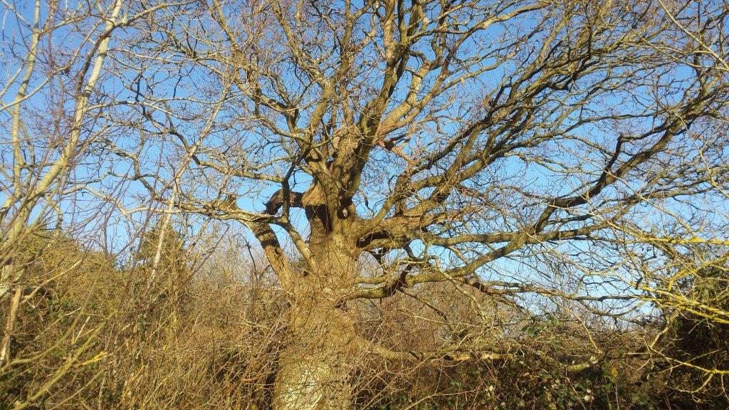 Huge ancient oak tree in Tortington Common - not just conifers