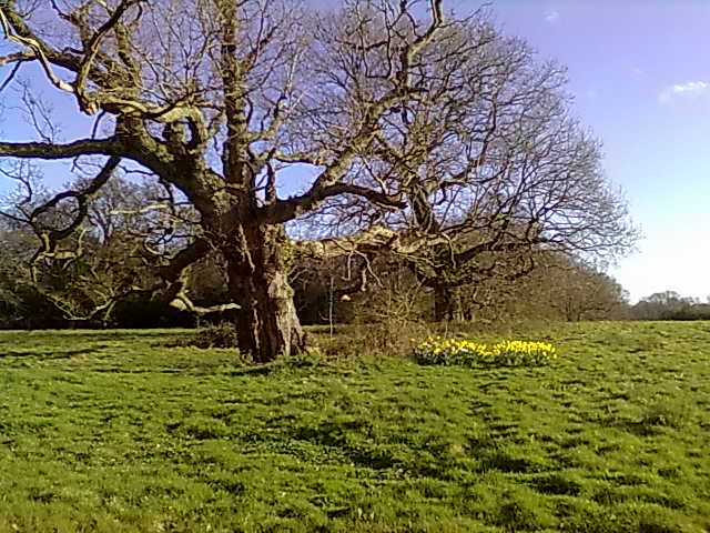 Binsted's venerable oaks stand against destruction by any A27 Arundel Bypass